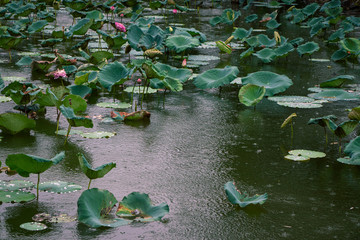 Obraz na płótnie Canvas Lotus in the pond on a rainy day