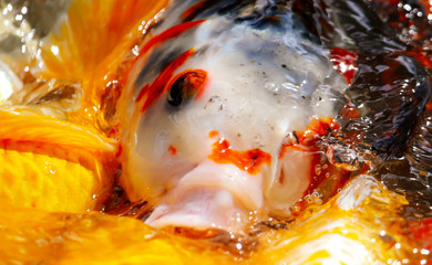Fototapeta na wymiar Multi-colored carps fish swim on the surface of the water
