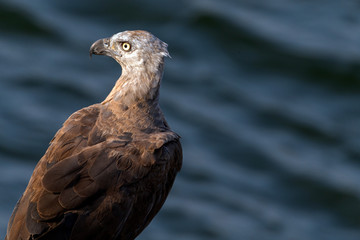 Gray Headed Fish Eagle in Yala National Park in Sri Lanka