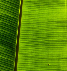 A large green banana leaf as a background.