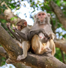 Monkeys on a tree in the park