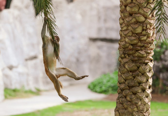 Monkey rides on a palm tree in the park