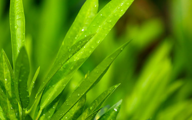 Large green leaves of a plant