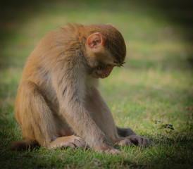 Portrait of a monkey in the park