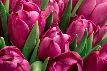 Bouquet of pink tulips/ Easter day background. Tulips background, web banner