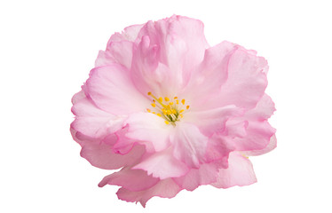 sakura flower isolated