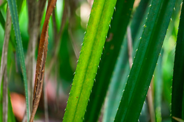 Fototapeta premium Green leaves of aloe