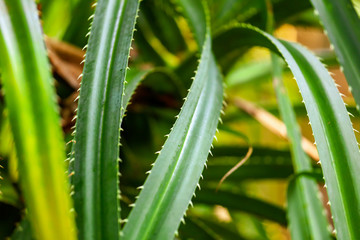 Green leaves of aloe