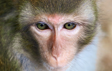 Portrait of a monkey in the park