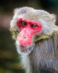 Portrait of a monkey in the park