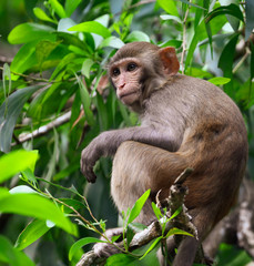 Little monkey on a tree in the park