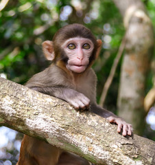 Little monkey on a tree in the park