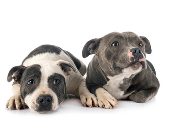 staffordshire bull terriers