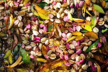 Flower petals and tree leaves on the water.