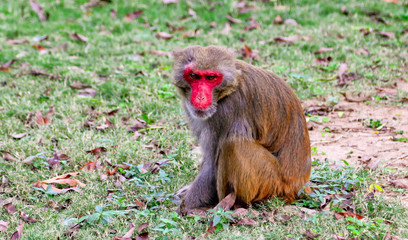 Portrait of a monkey in the park