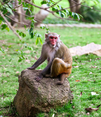 A monkey sits on a stone in a park