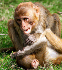 Monkey fight in the park