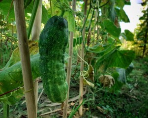 Obraz premium Cucumber hanging on the plant. Cucumber cultivation image