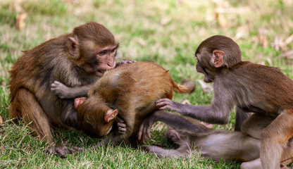 Monkey fight in the park