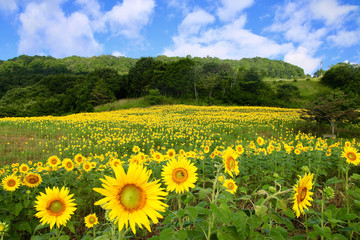 ヒマワリ・三ノ倉高原（福島県・喜多方市）