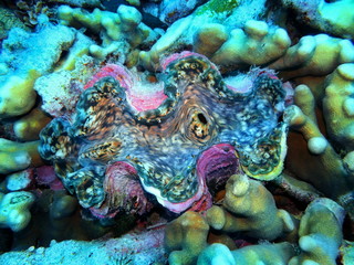 The amazing and mysterious underwater world of Indonesia, North Sulawesi, Manado, clam