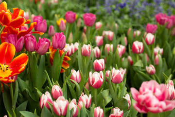 Colorful tulip flowers fild. Spring blur background.