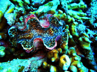 The amazing and mysterious underwater world of Indonesia, North Sulawesi, Manado, clam