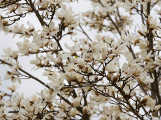 Stern-Magnolie | Magnolia stellata