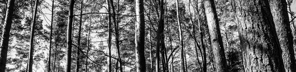 Forest in black and white