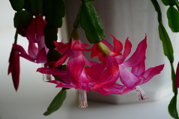 Beautiful pink Schlumbergera truncata, commonly known as Christmas Cactus