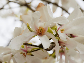  Stern-Magnolie (Magnolia stellata) | Weiße innen duftenden Blüten und außen rosafarben schimmernd
