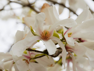  Stern-Magnolie (Magnolia stellata) | Weiße innen duftenden Blüten und außen rosafarben...