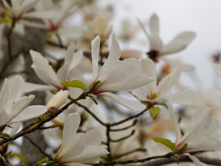 Stern-Magnolie (Magnolia stellata) | Weiße innen duftenden Blüten und außen rosafarben schimmernd