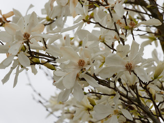 Stern-Magnolie oder Magnolia stellata. Ein Schauer weißer Sterne in garten mit einer japanischen Atmosphäre