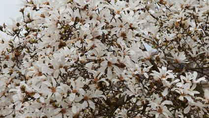 Stern-Magnolie oder Magnolia stellata. Ein Schauer weißer Sterne in garten mit einer japanischen Atmosphäre
