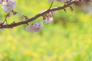 菜の花畑の傍に咲くサクラ