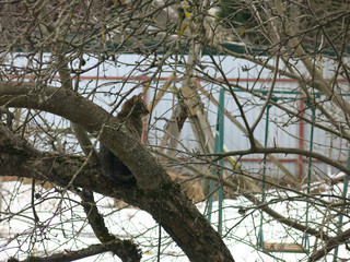 cats crawl on the big Apple tree in spring