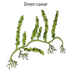 Sea grapes or green caviar Caulerpa lentillifera , edible seaweed © foxyliam