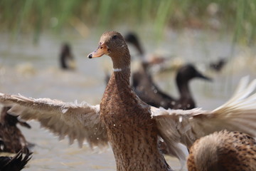 duck in water