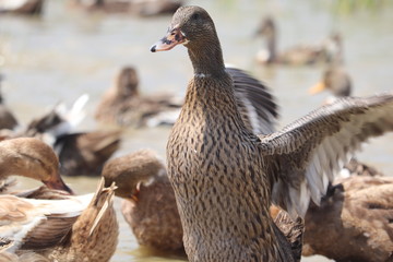 duck in zoo