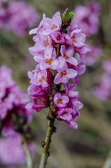 Branch with flowers of Daphne mezereum photographed in nature
