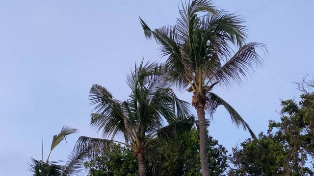 slow motion tilt up view of palm trees swaying in the breeze. relaxation, tranquility, holidays concepts 
