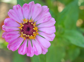 Obraz premium Beautiful Zinnia flowers background,nature background with bokeh.