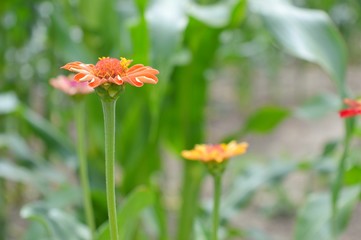 Obraz premium Beautiful Zinnia flowers background,nature background with bokeh.