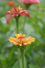 Beautiful Zinnia flowers background,nature background with bokeh.