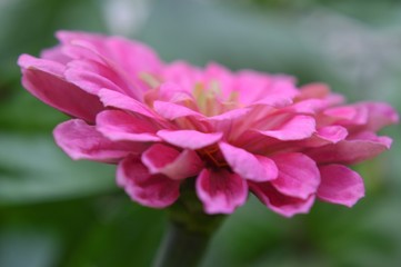 Beautiful Zinnia flowers background,nature background with bokeh.