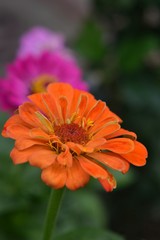 Beautiful Zinnia flowers background,nature background with bokeh.