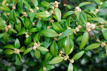  Branches and green leaves of boxwood. Boxwood is blooming.