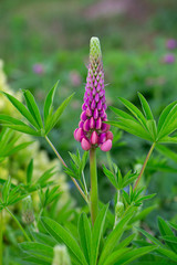 lupine growing