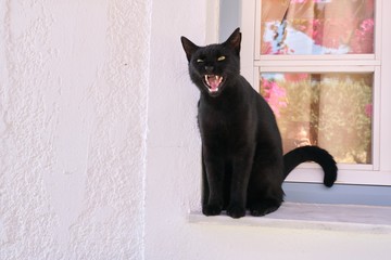 Big adult black cat opened its mouth, shows fangs and tongue